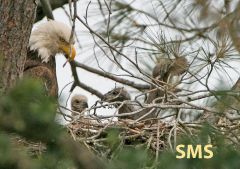 The bald eagle nest-sits as 2022 alpha chick Phoenix tests her wings.