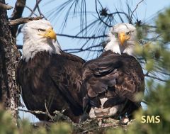 Establishing their American River territory in 2016, a bald eagle couple has hatched 13 babies.