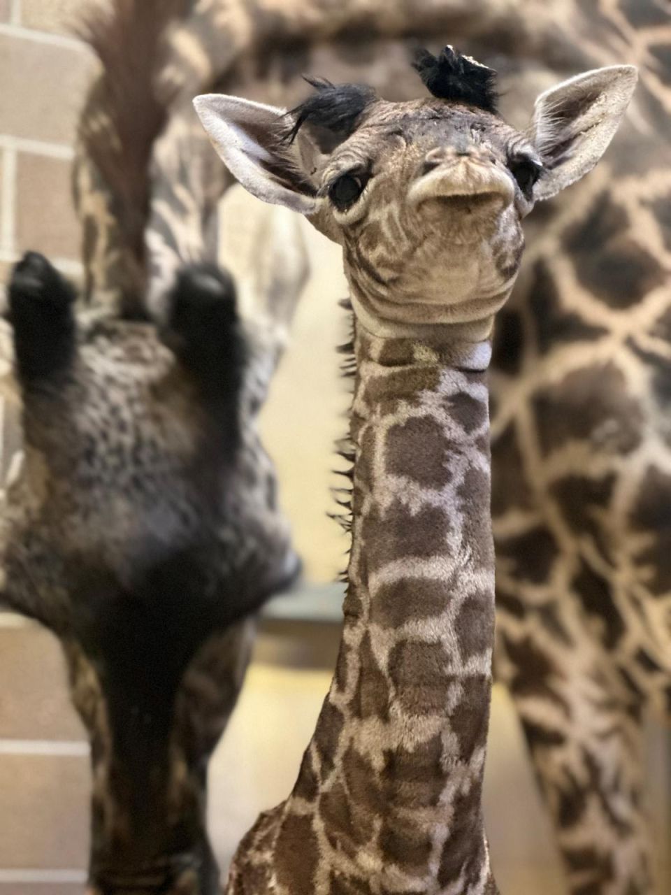 Sacramento Zoo Celebrates the Birth of Masai Giraffe Calf